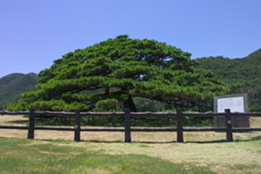 念頭平松（ねんとうひらまつ）の画像