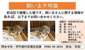 飼い猫不明猫情報