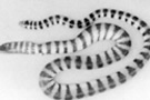 マダラウミヘビの画像