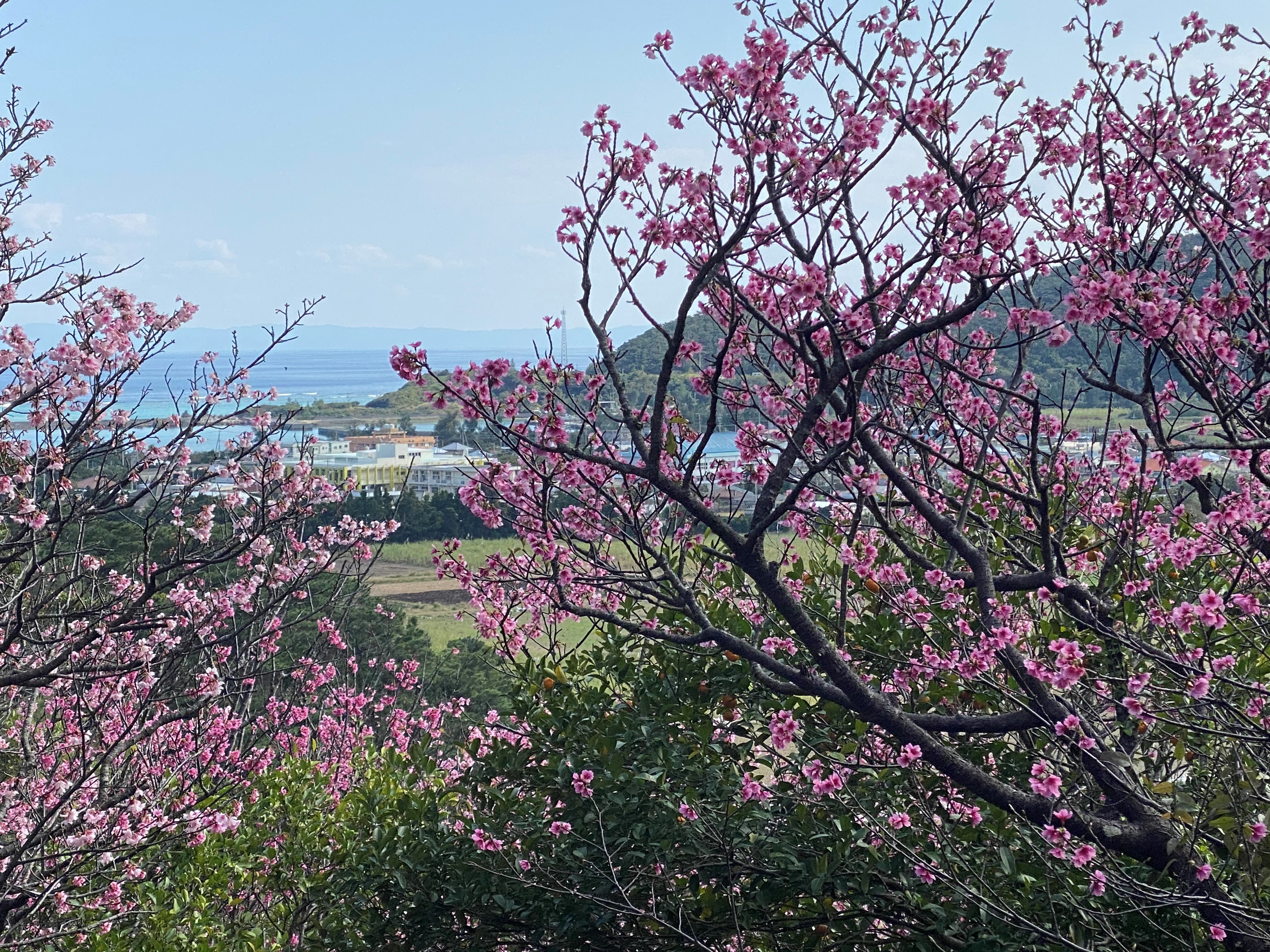 桜の写真